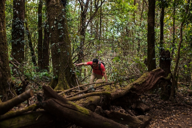 Hiker Exploring a Lush Forest – Free Download