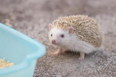 High Angle View of an Animal – Free Stock Photo for Download