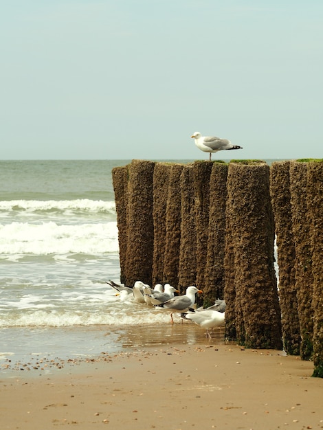 White Seagulls on Golden Sand Beach with Clear Blue Sky – Free Stock Photo for Download