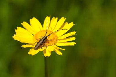 Beetle on Yellow Flower: Soft Focus Free Stock Photo for Download