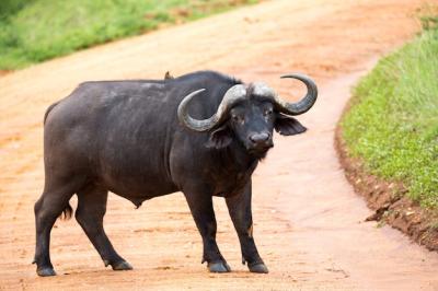 Buffalo on a Savannah Path – Free Stock Photo | Download for Free