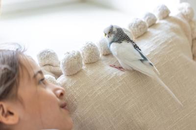 Beautiful Little Girl Playing with White and Blue Budgie – Free Stock Photo for Download