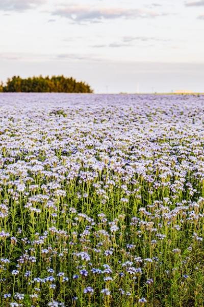 Field of Purple Wild Flowers in the Summertime – Free Download