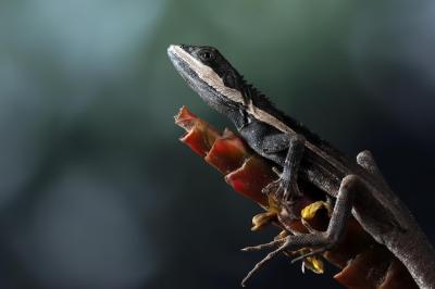 Temporalis Lizard Closeup on Branch – Free Stock Photo for Download