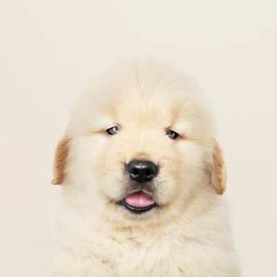 Adorable Golden Retriever Puppy Portrait – Free Download