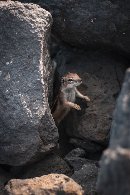 Beautiful Wild Squirrel Closeup in the Forest – Free Download