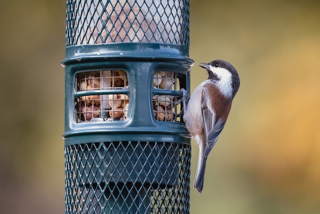 Brown and White Bird Perched on Black Cage – Free Stock Photo for Download