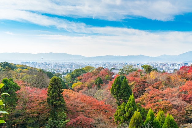 Beautiful Colorful Autumn Leaves – Download Free Stock Photo