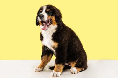 Adorable Berner Sennenhund Puppy Posing – Free Stock Photo Download