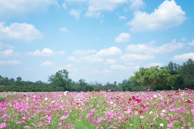 Soft Focus Summer Cosmos Flowers with Blue Sky Background – Free Download