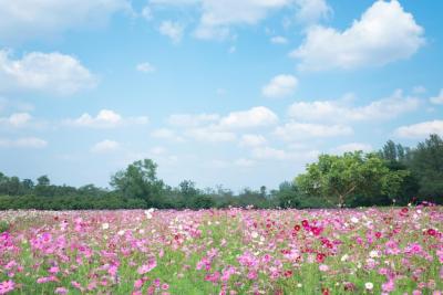 Soft Focus Summer Cosmos Flowers with Blue Sky Background – Free Download