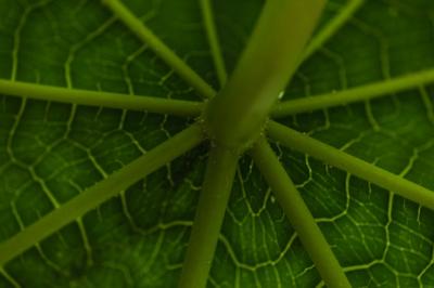 Close-Up Stem and Leaf – Free Stock Photo for Download