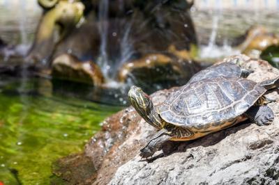 Two Turtles on Rocks Illuminated by the Sun – Free Stock Photo, Download for Free