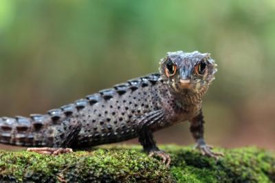 Crocodile Skink Close-Up Sunbathing on Moss – Free Stock Photo for Download