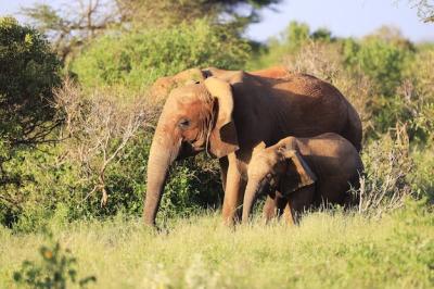 Elephants in Tsavo East National Park, Kenya – Free Download