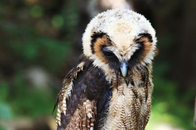 Big Owl in Green Forest – Free Stock Photo, Download for Free