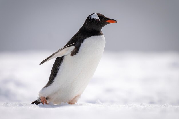 Gentoo Penguin Walking Across Snow â Free Stock Photo for Download