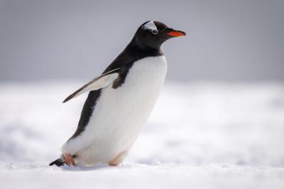 Gentoo Penguin Walking Across Snow â Free Stock Photo for Download