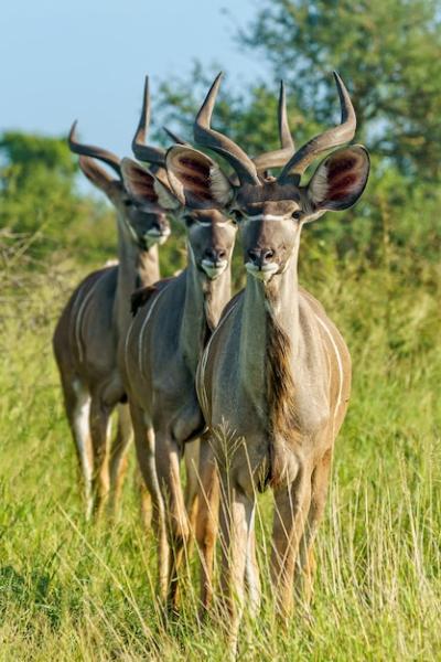 Three Young Kudu Antelopes on Grass – Free Stock Photo, Download Free