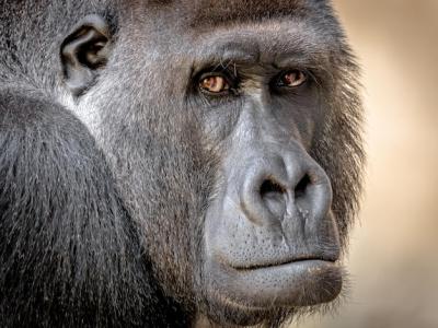 Gorilla Close-Up Portrait – Free Download