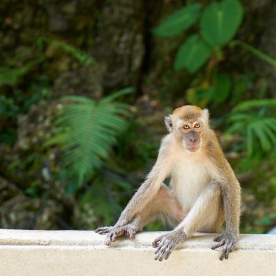 Monkey Sitting on a White Fence – Free Stock Photo for Download