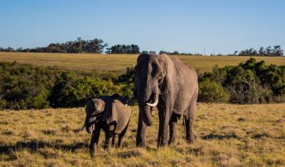 Mother and Baby Elephant in a Lush Field – Free Stock Photo, Download Free