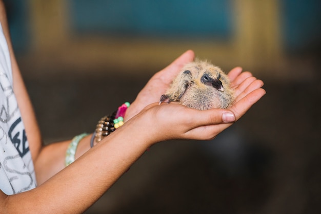 Close-up of Hand Holding Newborn Baby Duckling – Free Stock Photo, Download for Free