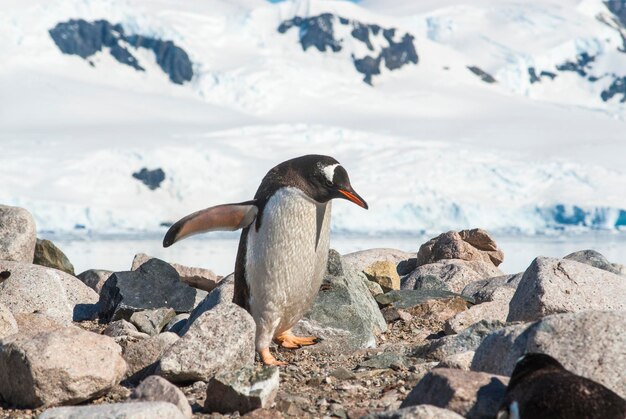 Gentoo Penguin in Neko Harbour, Antarctica – Free Download