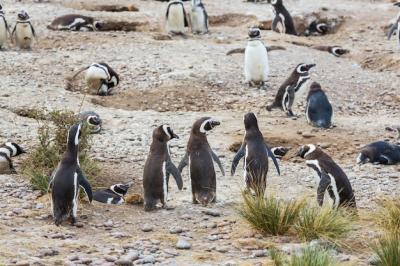 Stunning Penguin Images – Free to Download