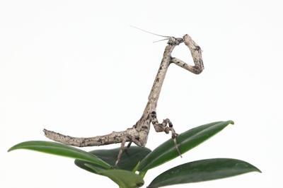 Twig Mantis popa Spurca on White Background – Free Download