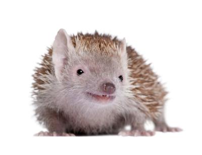 Portrait of Lesser Hedgehog Tenrec, Echinops telfairi – Free to Download