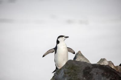 Bird Perching on Rock – Free Stock Photo for Free Download