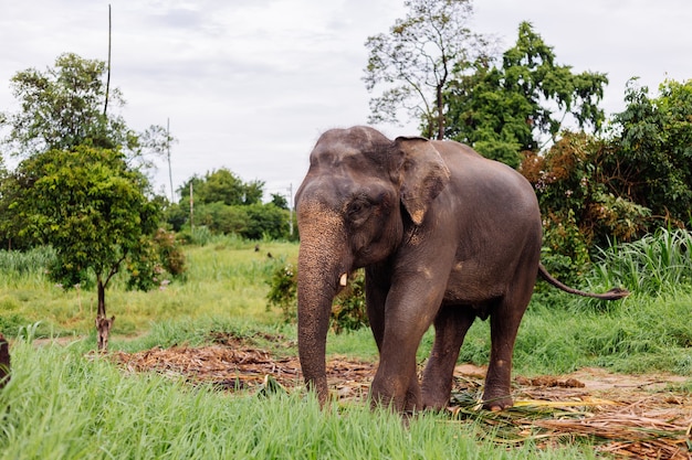 Beautiful Thai Asian Elephant on Green Field – Free Stock Photo for Download