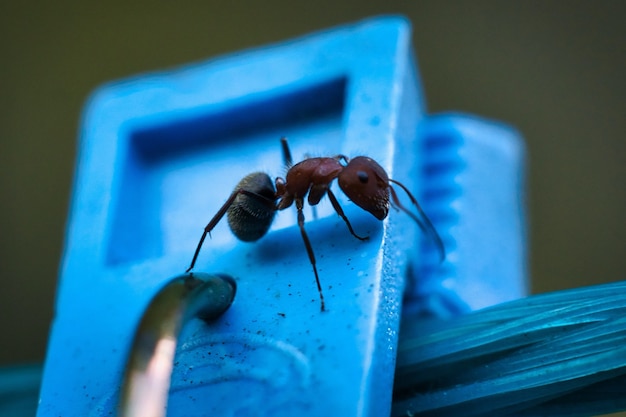 Closeup of an Ant on a Blue Surface – Free Download