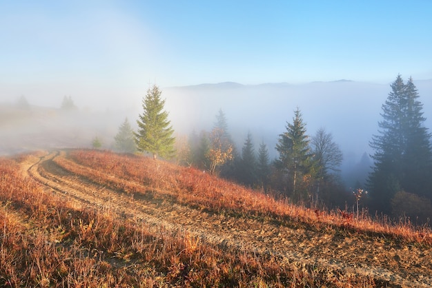 Fairy Sunrise in Mountain Forest Landscape – Free Stock Photo for Download