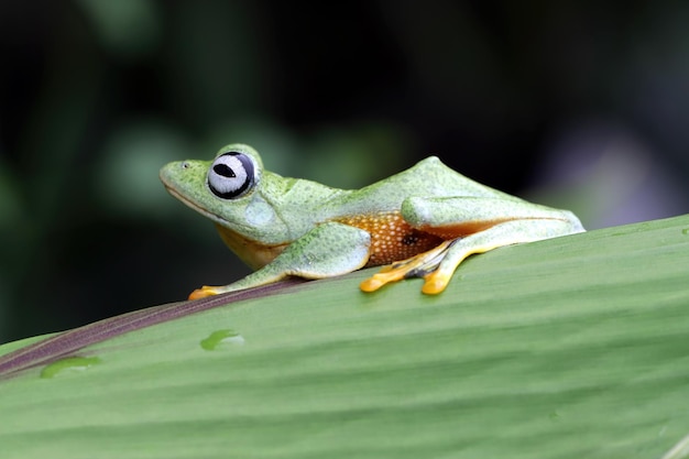 Javan Tree Frog Closeup on Green Leaves – Free Stock Photo for Download