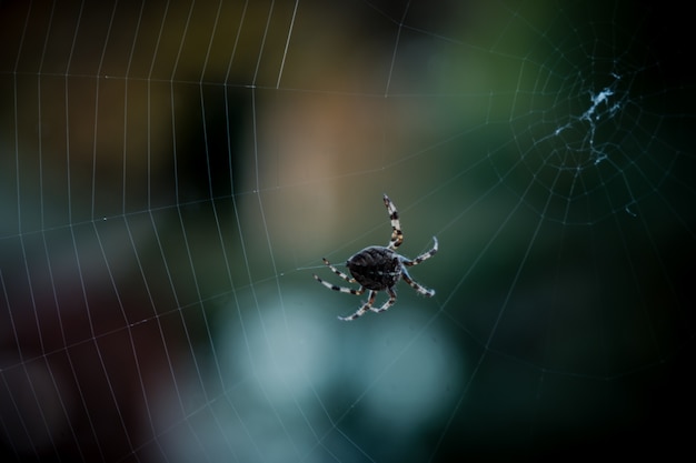 Closeup Selective Focus Shot of a Black Spider Walking on Web – Free Download