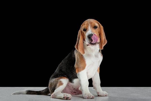 Beagle Puppy Studio Shot on Black Wall – Free Download