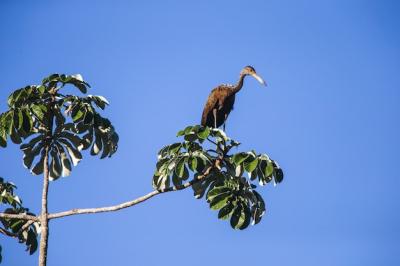 Limpkin Perched on a Tree Branch Under a Clear Blue Sky – Free Stock Photo, Download Free Stock Photo