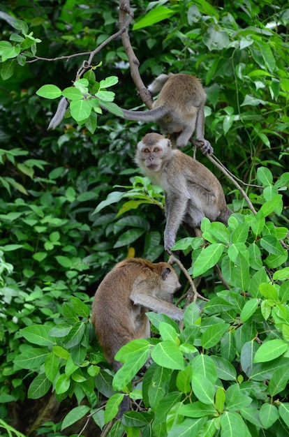 Closeup of Macaques Climbing a Tree Branch – Free Stock Photo, Download Free