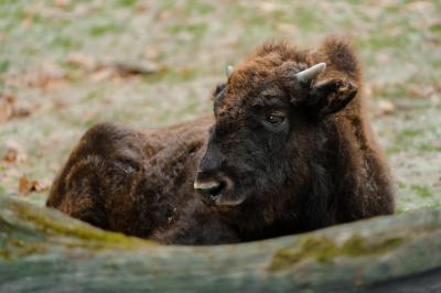 American Bison Portrait – Free Stock Photo for Download