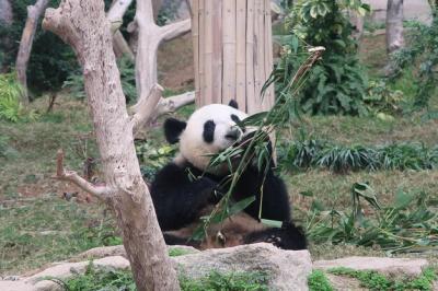 Panda Sitting on Tree Trunk in Zoo – Free Stock Photo for Download