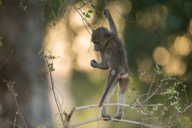 Baboon Baby Clinging to a Branch – Free Stock Photo for Download