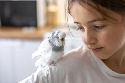 A Beautiful Little Girl Playing with a White and Blue Budgie – Free Stock Photo for Download