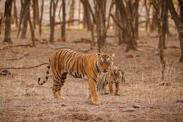 Tiger in Natural Habitat: Majestic Male Tiger Captured in Wildlife Scene – Free Download