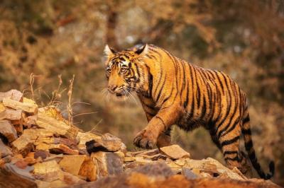 Amazing Bengal Tiger in Nature – Free Stock Photo for Download