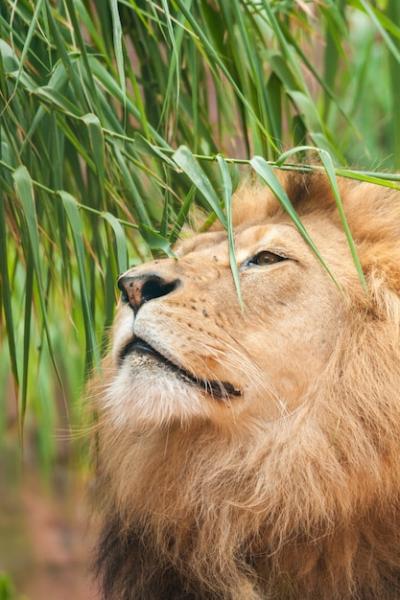 Closeup Shot of a Male Lion Surrounded by Green Plants – Free Download