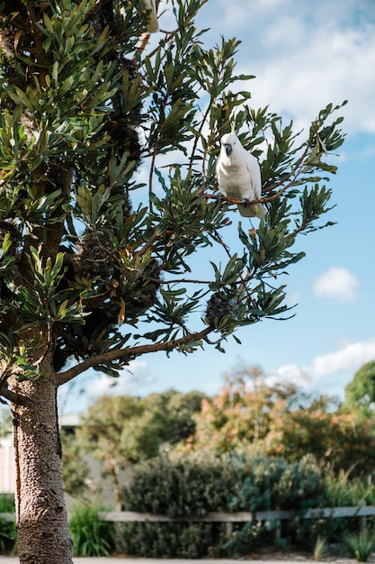 Cockatoo on Tree – Free Stock Photo for Download