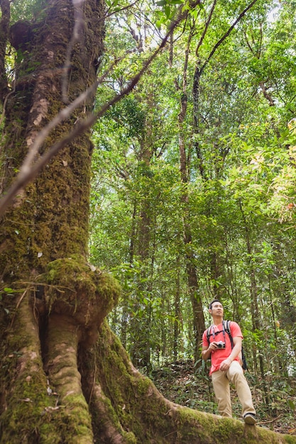 Giant Tree and Hiker – Free Stock Photo for Download