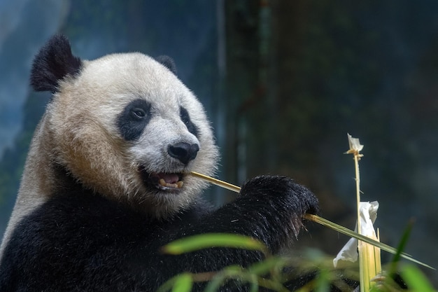 Giant Panda Enjoying Bamboo – Free Download